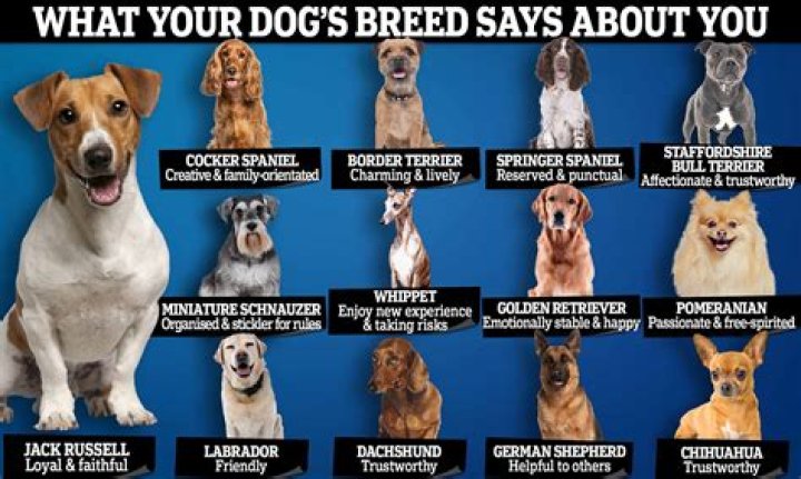 What dog should I not get?