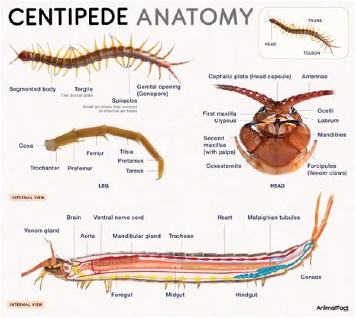 What eats a house centipede?