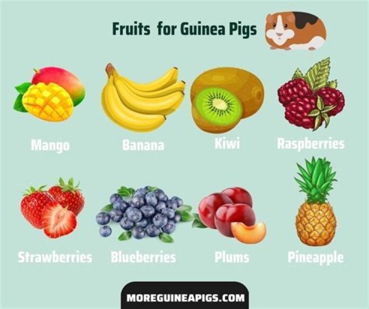 What fruit can a guinea pig eat?