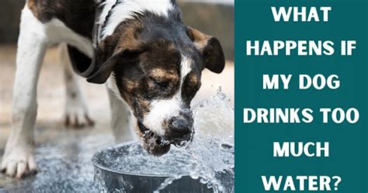 What happens if a dog drinks soap water?