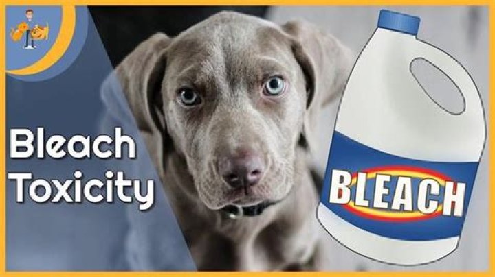 What happens if a dog licks bleach?