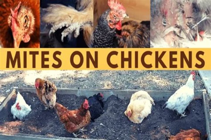 What happens if chickens have too much salt?