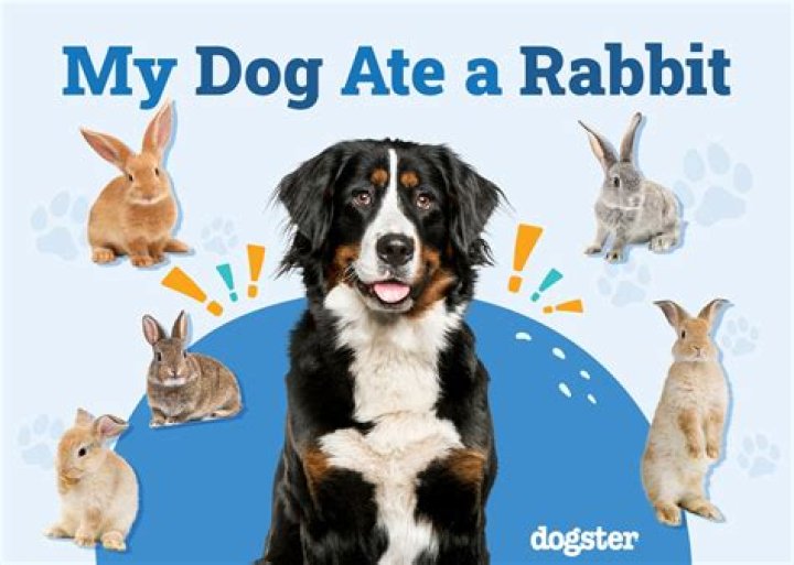 What happens if my dog ate a rabbit?