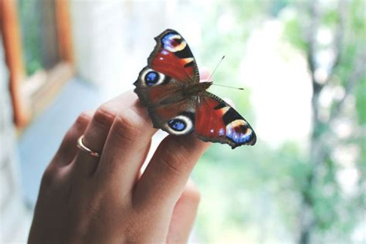 What happens if you touch a butterfly wings?