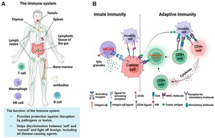 What happens if your immune system is too strong?