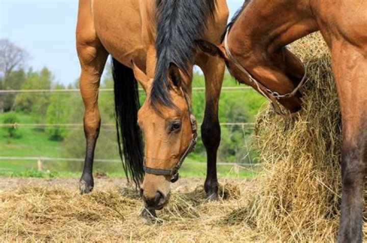 What hay is best for older horses?