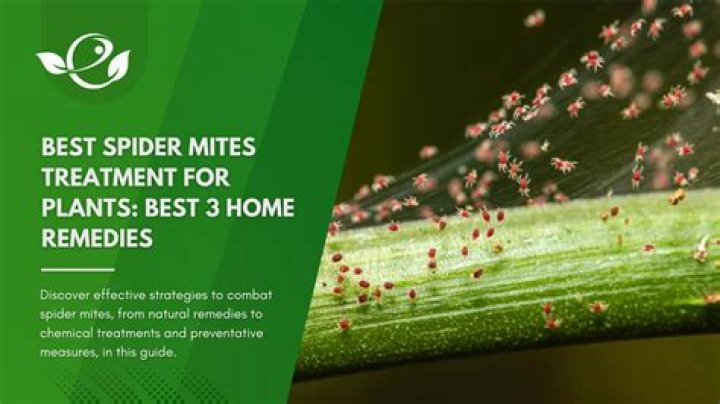 What home remedy kills mites?