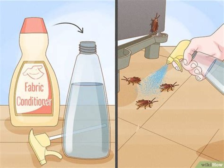 What homemade spray kills roaches?