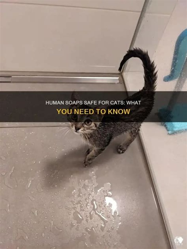 What human soap is safe for cats?