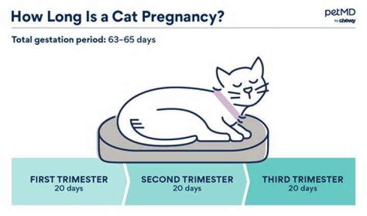 What if my cat gets pregnant by her brother?