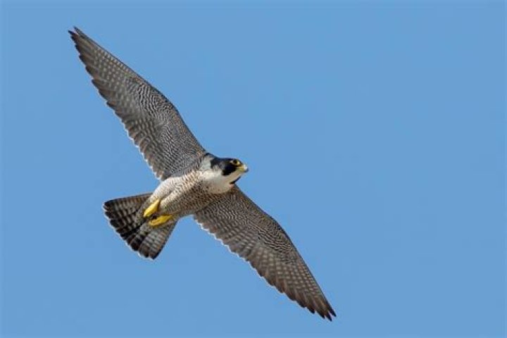 What is a Bec de Faucon?