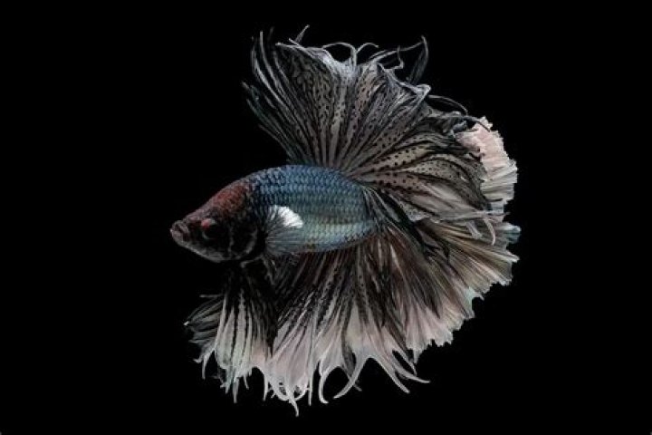 What is a black orchid betta?