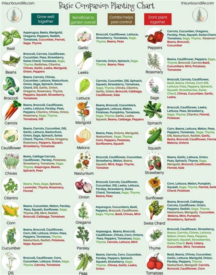 What is a companion plant for peppers?