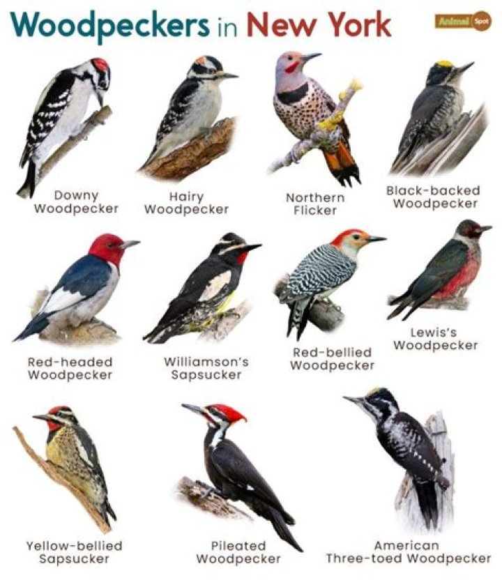 What is a gathering of woodpeckers called?