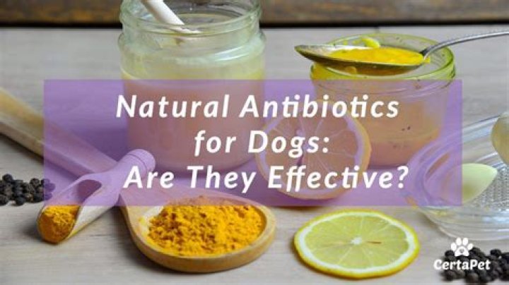 What is a good natural antibiotic for dogs?