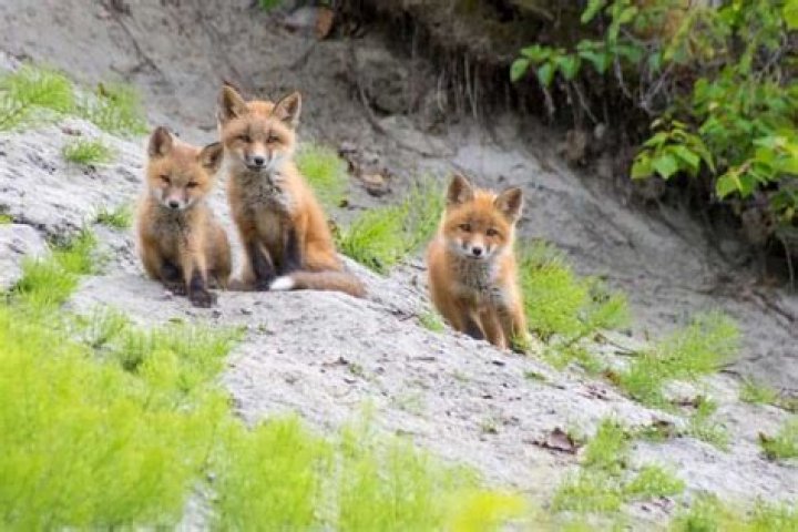 What is a group of kit foxes called?