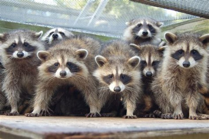 What is a group of raccoons called?
