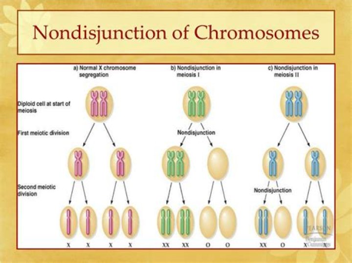 What is a Nondisjunction mutation?
