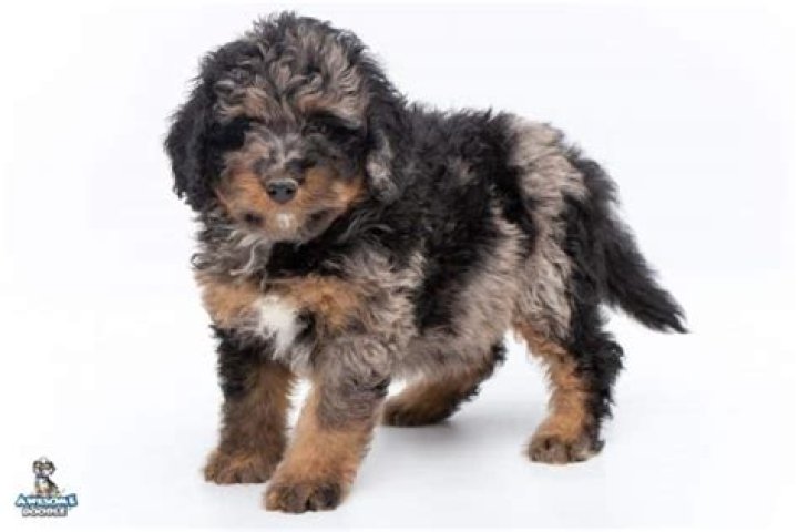 What is a Phantom Bernedoodle?