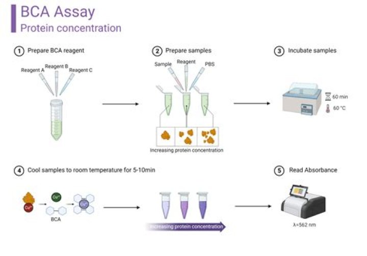 What is an assay example?