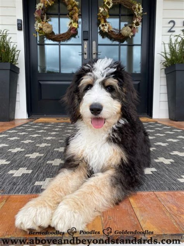 What is an ultra Bernedoodle?