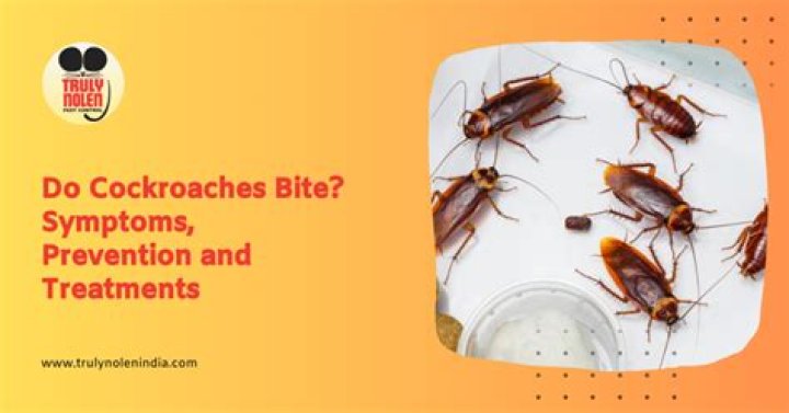 What is cockroach attracted to?