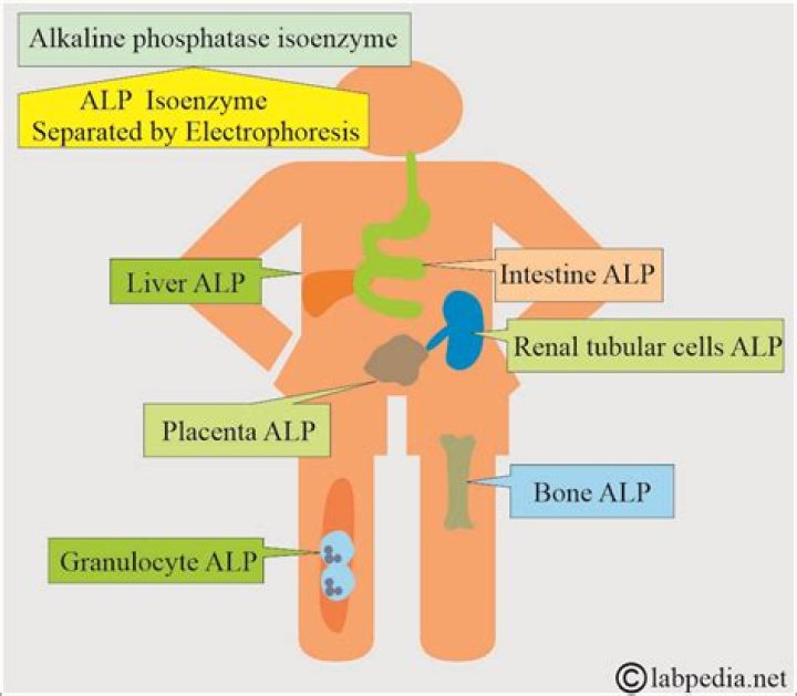 What is considered a very high level of alkaline phosphatase?
