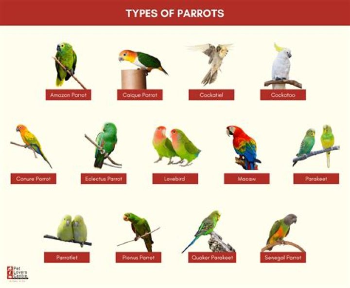 What is female of parrot called?