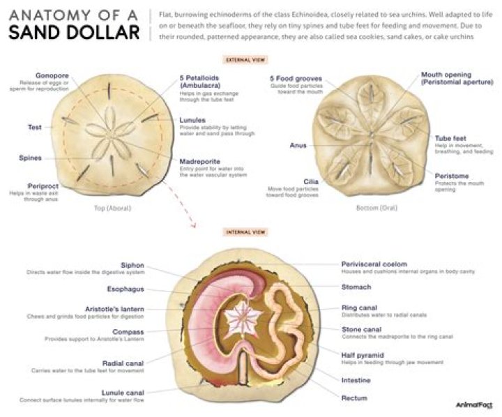 What is inside a sand dollar?