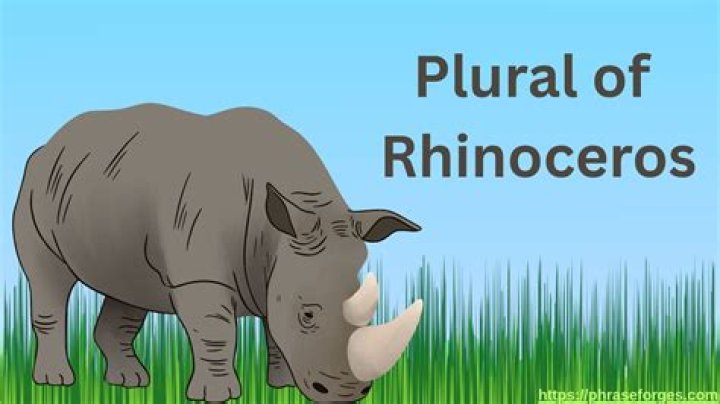 What is plural for rhinoceros?