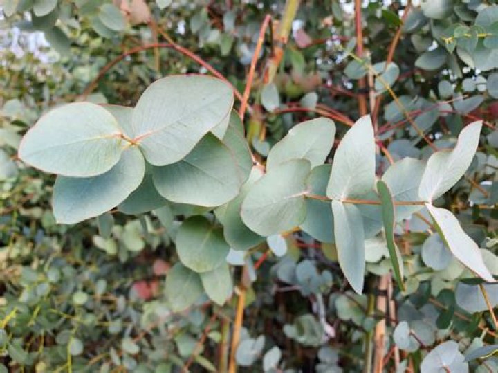What is Silver Dollar Eucalyptus used for?