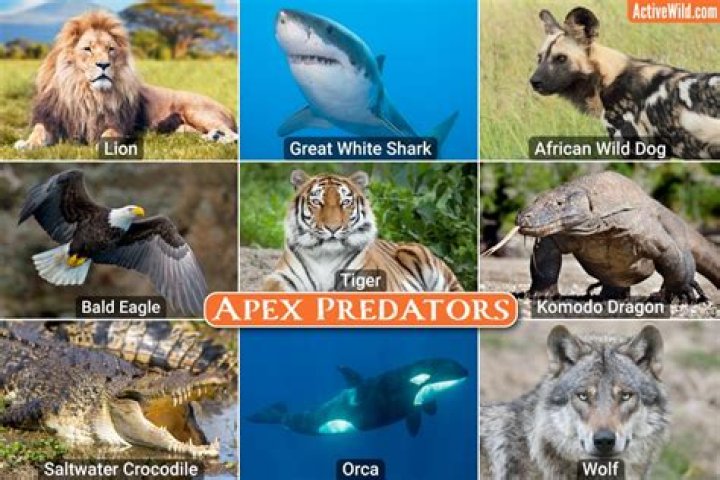 What is the apex predator of birds?