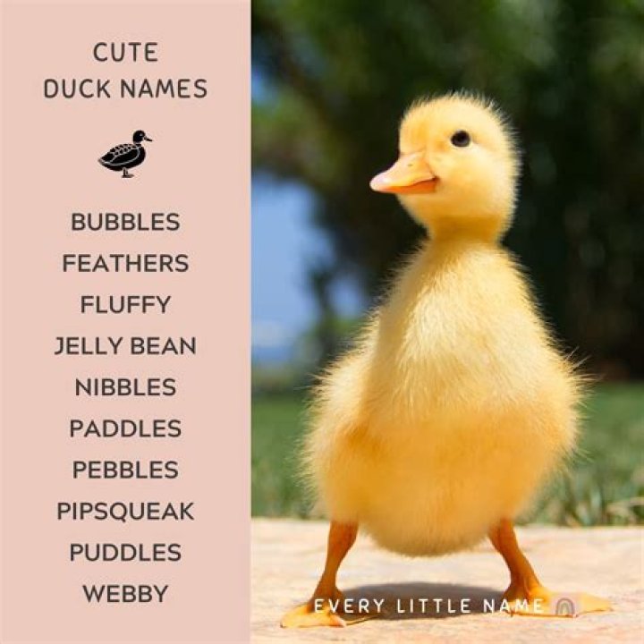 What is the baby name of duck?