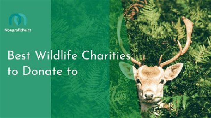 What is the best animal protection charity to donate to?