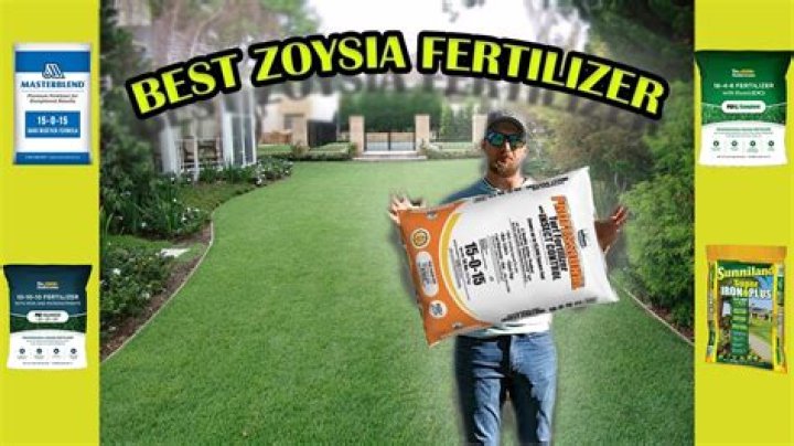 What is the best fertilizer for mums?