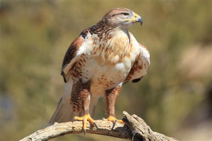 What is the biggest hawk?