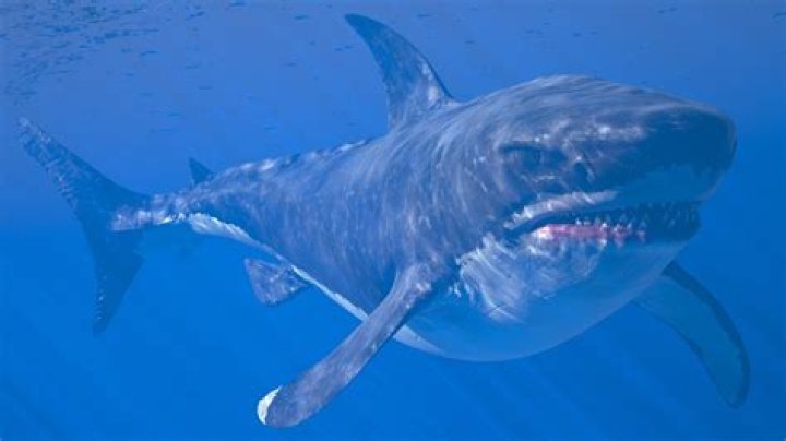 What is the biggest megalodon?