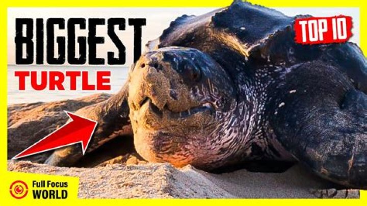 What is the biggest turtle in Naruto?