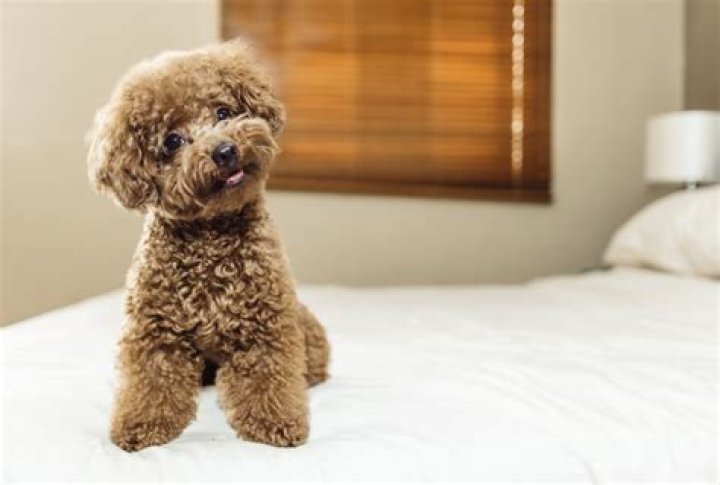 What is the cleanest smelling dog?