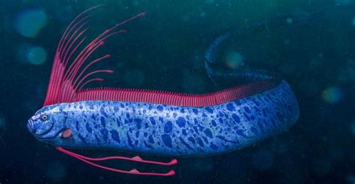 What is the coolest fish in the world?
