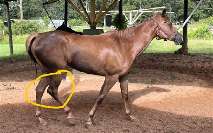What is the correct side for a horse's mane?