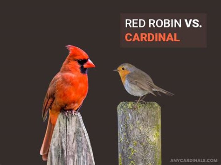 What is the difference between a cardinal and a robin?