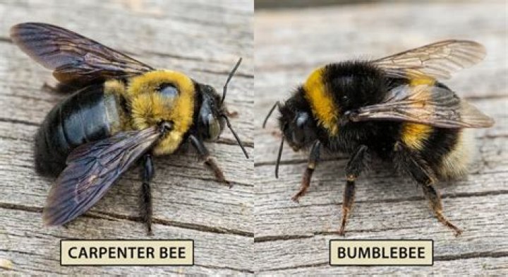 What is the difference between a mason bee and a carpenter bee?