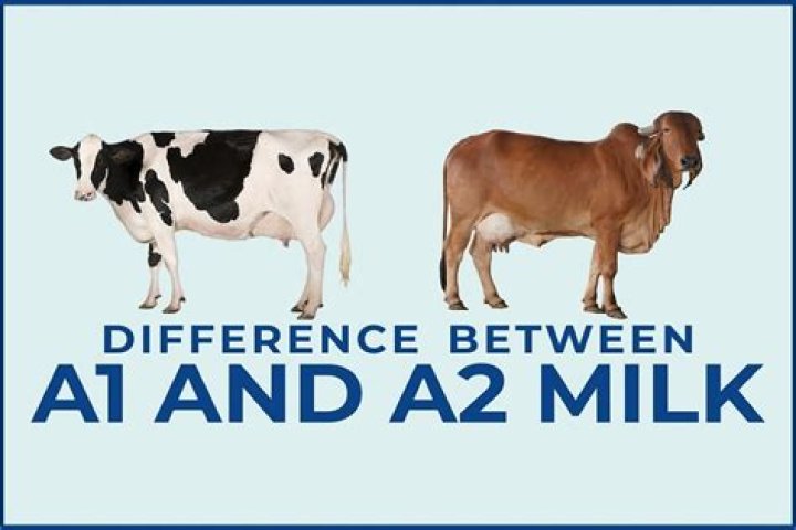 What is the difference between A1 and A2 test?
