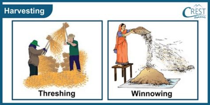 What is the difference between harvesting threshing and winnowing?