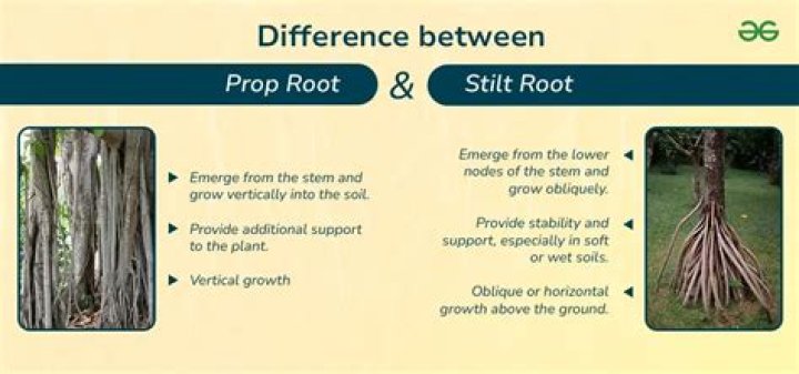 What is the difference between root stimulator and fertilizer?