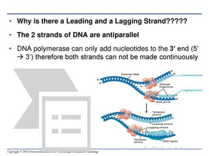 What is the difference between the leading strand and the lagging strand in DNA replication group of answer choices?