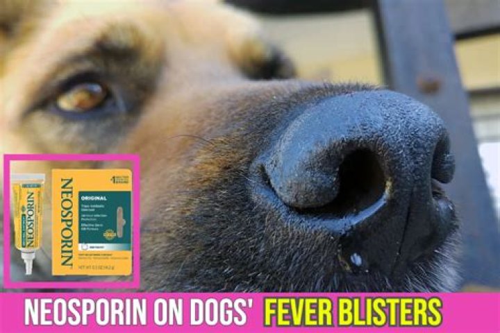 What is the equivalent of Neosporin for dogs?