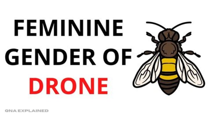 What is the feminine of drone?