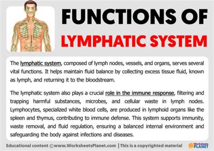 What is the function of the endolymph?